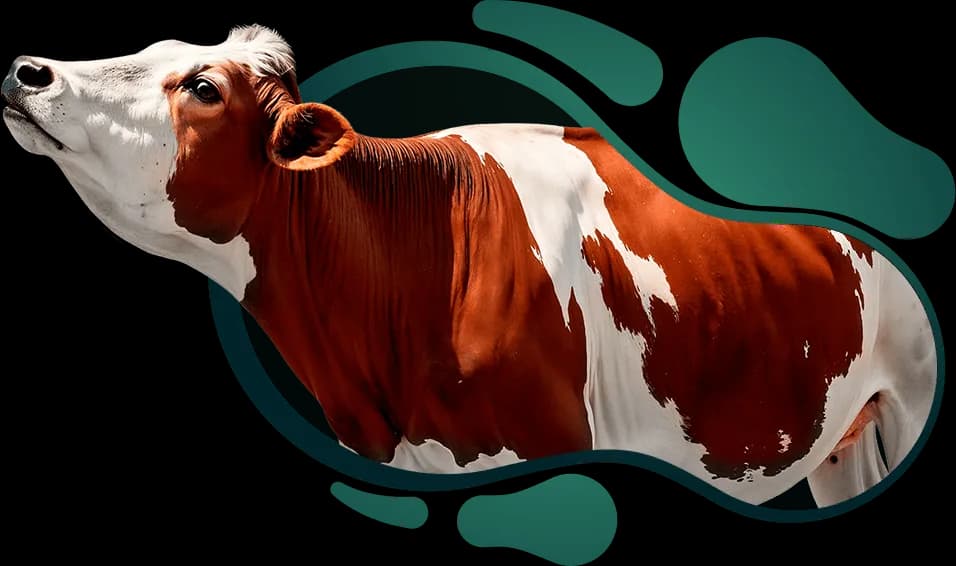 Qurbani cow illustration